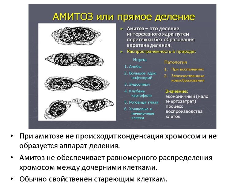 При амитозе не происходит конденсация хромосом и не образуется аппарат деления.  Амитоз не